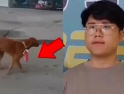 Pasang Bendera Merah Putih di Leher Anjing