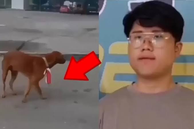 Pasang Bendera Merah Putih di Leher Anjing